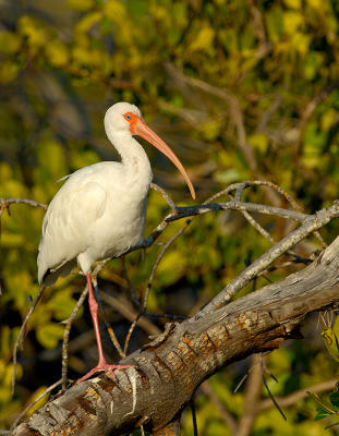 290_JFF6349 White Ibis at Sunset.jpg