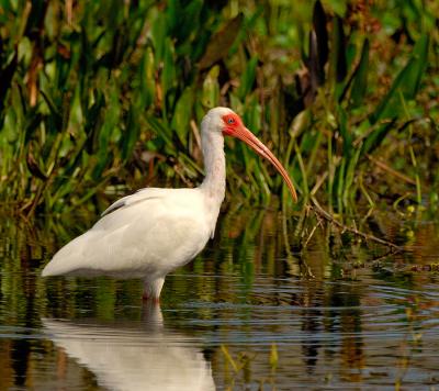 291_JFF6695 White Ibis at Dawn.jpg