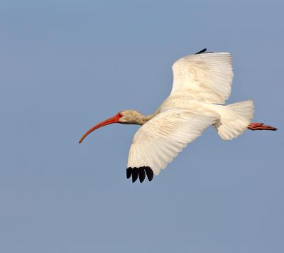 292_JFF6700 White Ibis Flight 2.jpg