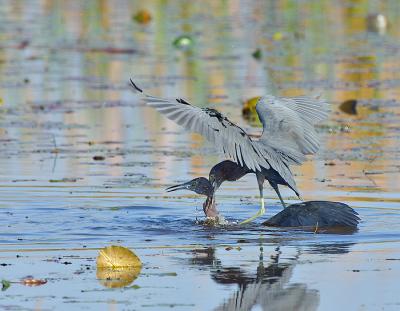 295_JFF6869 Little Blue Herons Breeding.jpg