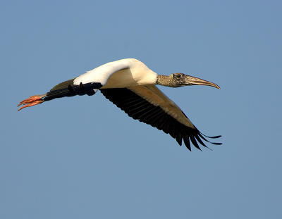 301_JFF7788 Wood Stork in Flight 1.jpg