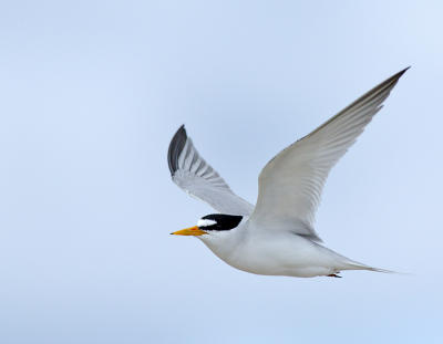 305_JFF8213 Least tern in Flight 2.jpg