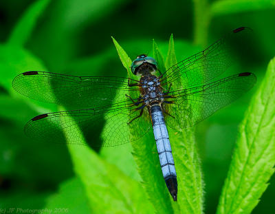 _JFF8832 Blue Dragonfly.jpg