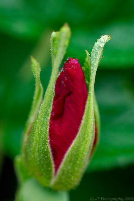 _JFF8934 Beach Rosebud Red 2 Plum Island.jpg