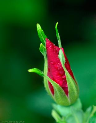 _JFF8965 Beach Rose Bud  Plum Island.jpg