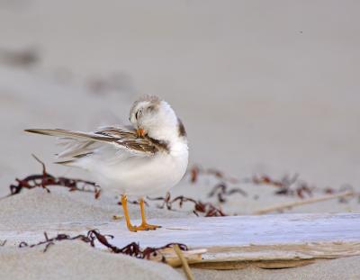 JFF9209 Piping Plove Preening on Board.jpg