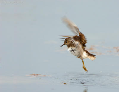 _JFF9304 Least Sandpiper Hop.jpg