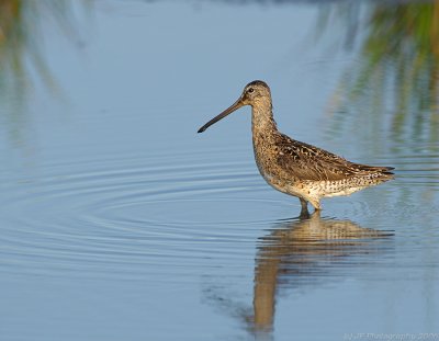 _JFF1032 Short Billed Dowitcher.jpg