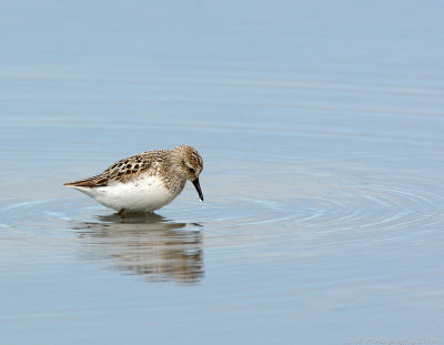 JFF1055 Semipalmated Sandpiper