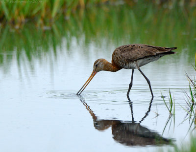 JFF1115 Black Tail Godwit