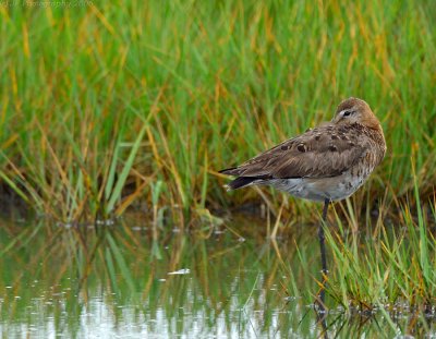 JFF1240 Black Tail Godwit Sleeping