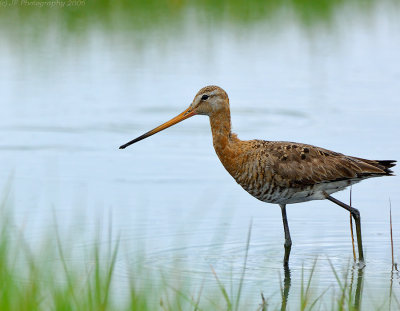 JFF1436 Black Tail Godwit Walking Left