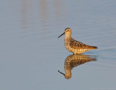 stilt_sandpipers