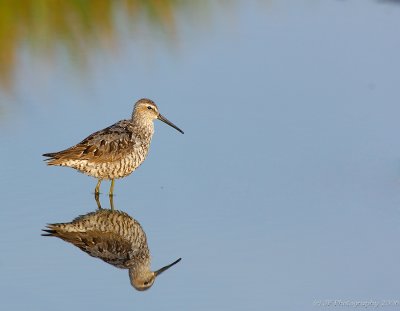 _JFF1894 Stilt Sandpiper.jpg