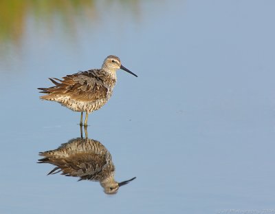 _JFF1903 Stilt Sandpiper.jpg