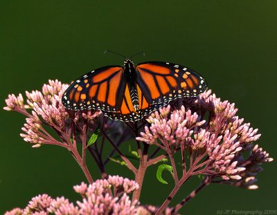 _JFF2036 Monarch Wings Spread.jpg