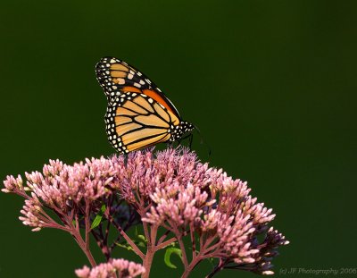 _JFF2046 Monarch on Flowers Side.jpg