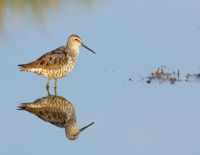 _JFF1894 Stilt Sandpiper Test.jpg