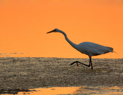 _JFF2131 Great Egret at Sunset.jpg