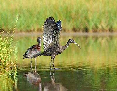 _JFF2431 Glossy Ibis Stretch.jpg