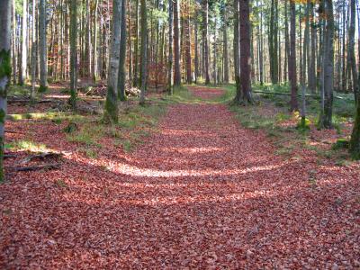 Paysage d'automne