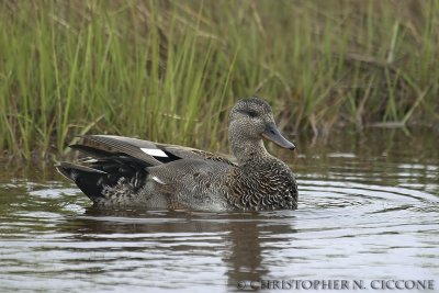 Gadwall (young male)