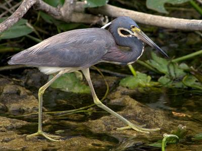  Tri color heron