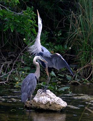 Great Blue Herons