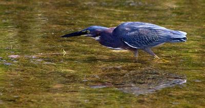 Little Green Heron