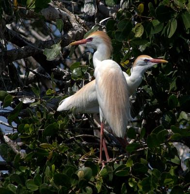 Cattle Egret