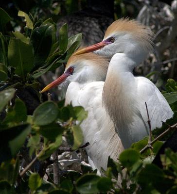 Cattle Egret