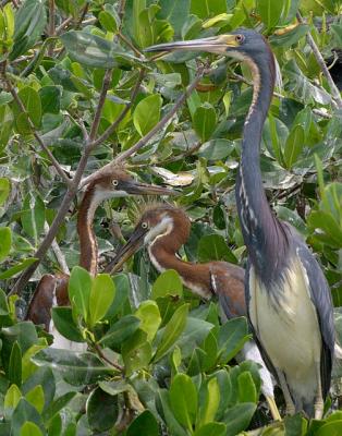 Tri Color Heron Famil