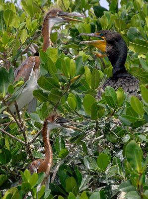 Tri Color Heron babies and cormorant