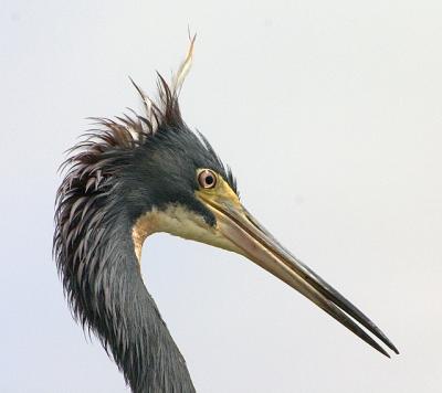 Tri Color Heron  parent with bad hair
