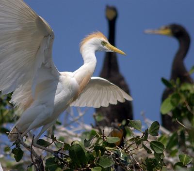 Cattle Egret