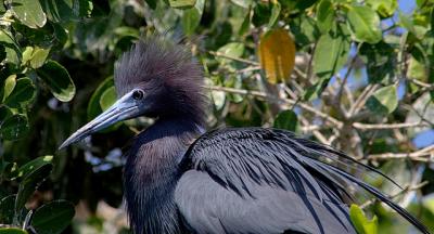 Little Blue Heron