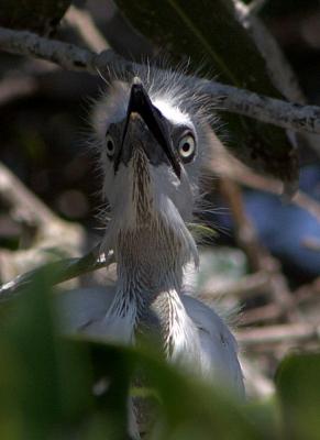 Cattle Egret