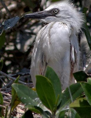 Florida Birds Everglades and Deering Rookery