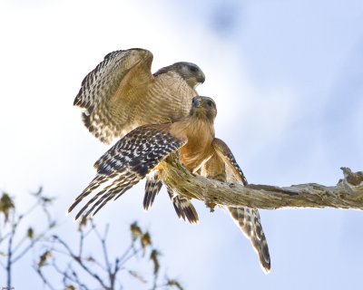 Romance of the Red Shouldered Hawks  -- Jan. 5, 2008