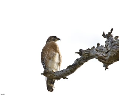 Romance of the Red Shouldered Hawks  -- Jan. 5, 2008