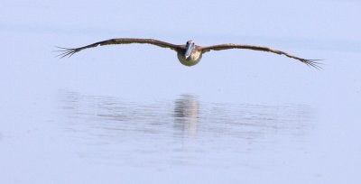 BROWN PELICAN  IMG_0439.jpg
