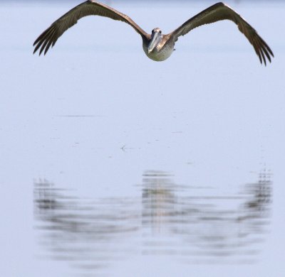 BROWN PELICAN IMG_0440.jpg
