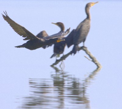 DOUBLE CRESTED CORMORANT  IMG_0454.jpg