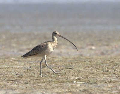 LONG-BILLED CURLEW  IMG_0460.jpg