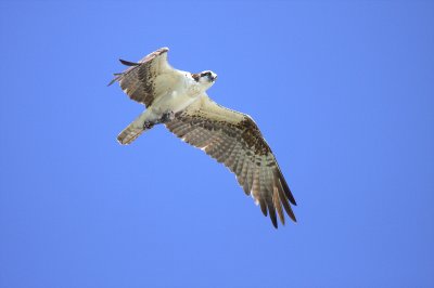 OSPREY     IMG_0469.jpg
