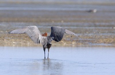 REDDISH EGRET   IMG_0494.jpg