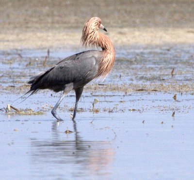 REDDISH EGRET     IMG_0501.jpg