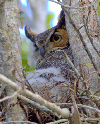 Birds of the Everglades as seen Jan. 26, 2008