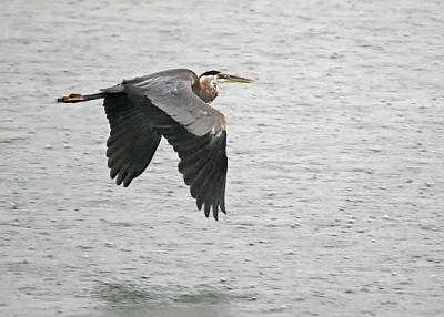 Lake Herron