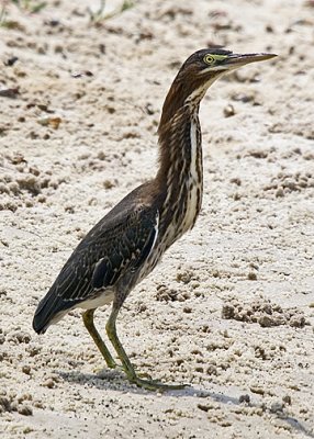 Green Heron